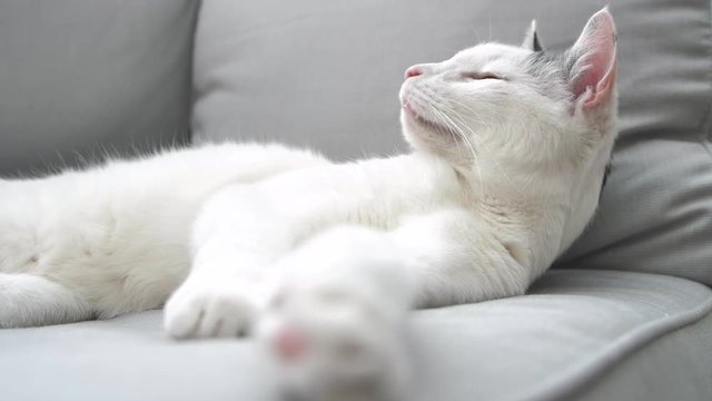 abby domestic shorthair cat grooming on the sofa looking at camera  4k video