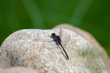 close up of a dragonfly