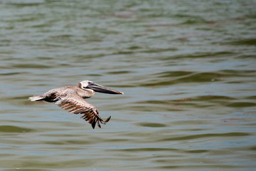 Vogel im Flug