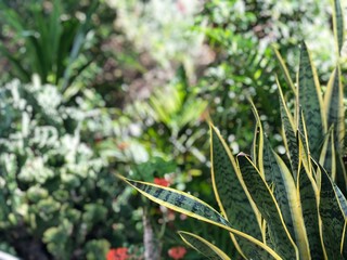 our usual home flowers are plants growing in the wild of Thailand, a garden in Phuket
