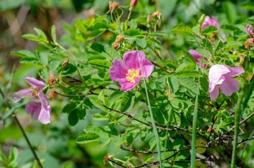 Wild rose growing in Duck Mountain Provincial Park