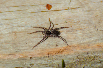 Spider in a plank of wood