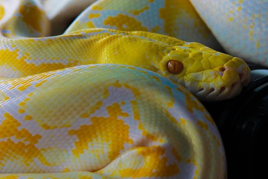 Close up of a python, Indonesia