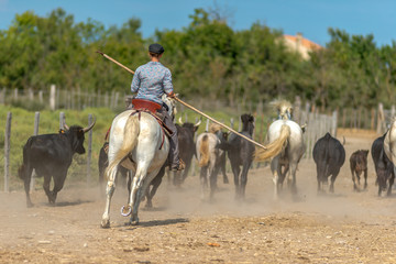 Fototapeta na wymiar zaganianie bydła na ranczo we Francji