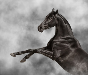 Beautiful black horse rearing in light smoke, portrait closeup