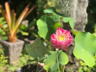 unique pink flower on a green background in the garden of Thailand on the sunny day