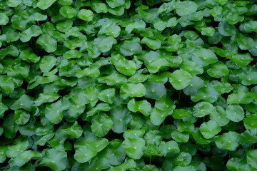 Fototapeta na wymiar Many water pennywort plant growing in a swamp with green nature background for a foliage backdrop 