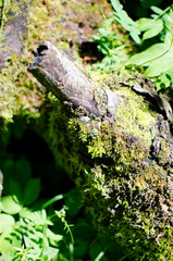 Fototapeta premium Moss in the forest