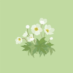 Anemone nemorosa.Anemone white, forest. Spring primroses.Garden flowers.Vector botanical illustration.
