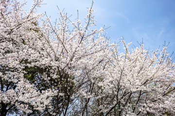 sakura in park
