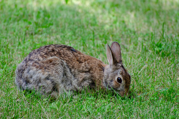 Naklejka na ściany i meble Rabbit foraging in grass