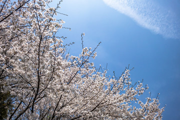 sakura in japan