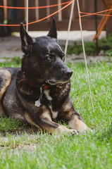 Dog lounging in the back yard