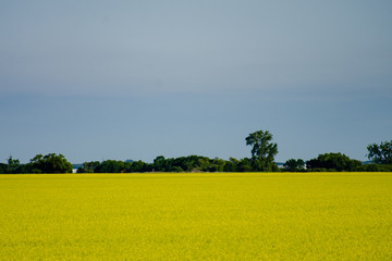 bright yellow canola field in Manitoba summer