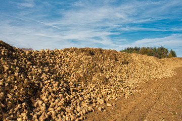 Berg Zuckerrüben nach der Ernte