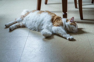 lazy cat lying on the floor