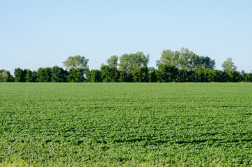 Fototapeta na wymiar Agricultural filed in Manitoba