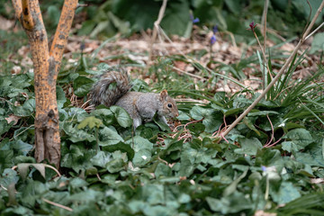 squirrel on a grass