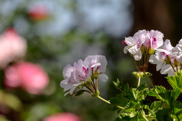 Fototapeta na wymiar The pelargonium flower close-up