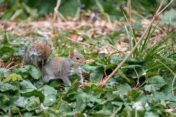squirrel on a grass
