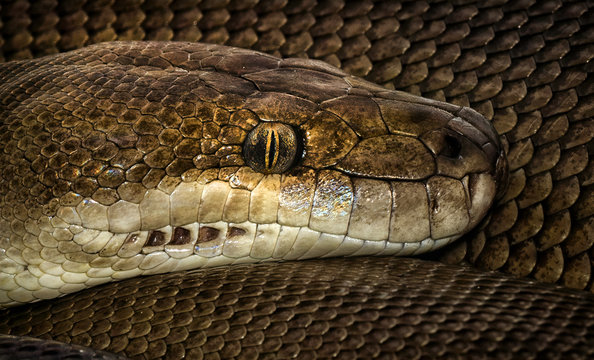 Clos-up of an olive python's head, Western Australia, Australia