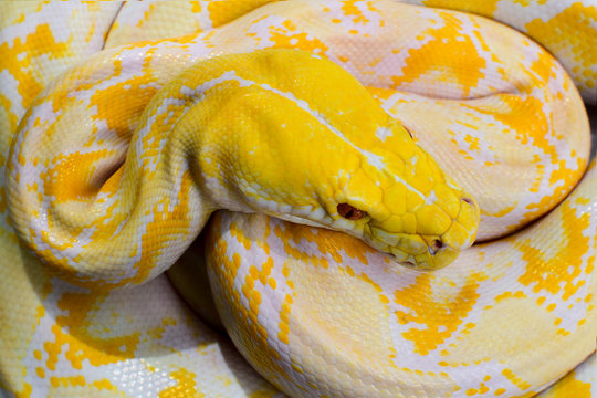 Overhead view of a Burmese python (Python bivittatus), Indonesia