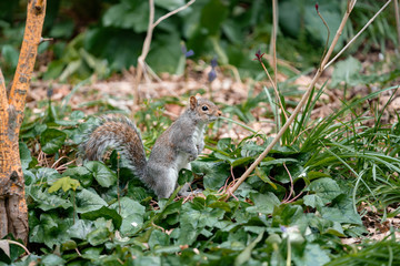 squirrel on a grass