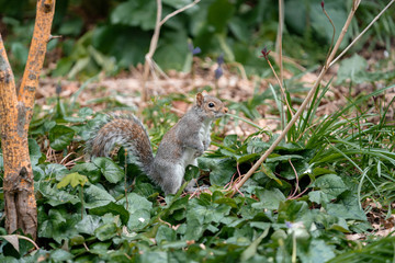 squirrel on a grass