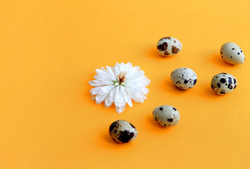 flower with white petals and quail eggs on a yellow background Easter concept