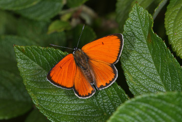 Lycaena dispar (HAWORTH, 1802) Großer Feuerfalter DE, RLP, Maringer Wies, Mosel 24.07.2013