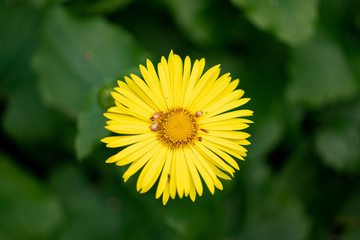 yellow flower in the grass