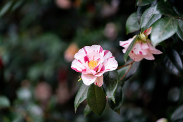 pink flower in garden