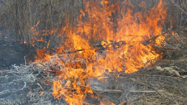 Dangerous wild fire in nature, burns dry grass. Burnt black grass in a forest glade