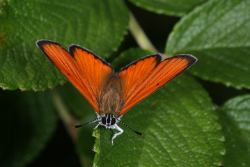 Lycaena dispar (HAWORTH, 1802) Großer Feuerfalter DE, RLP, Maringer Wies, Mosel 24.07.2013