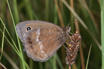 Minois dryas (SCOPOLI, 1763) Blauäugiger Waldportier DE , BY , Murnauer Moos 30.07.2013