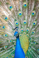 Fototapeta premium Beautiful blue peacock in a public park in Madrid