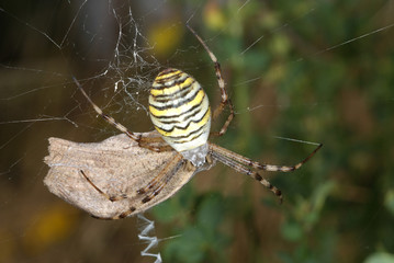 Argiope bruennichi Zebraspinne , Tigerspinne , Wespenspinne , Beute (Schmetterling) DE, NRW,...