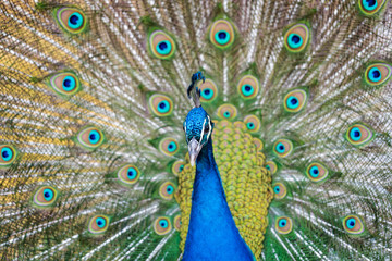 Obraz premium Beautiful blue peacock in a public park in Madrid