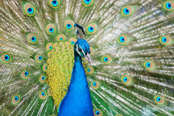 Naklejka na ściany i meble Beautiful blue peacock in a public park in Madrid