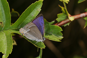 Favonius quercus (LINNAEUS, 1758) Blauer Eichen-Zipfelfalter DE, NRW , Langenfeld 19.07.2013