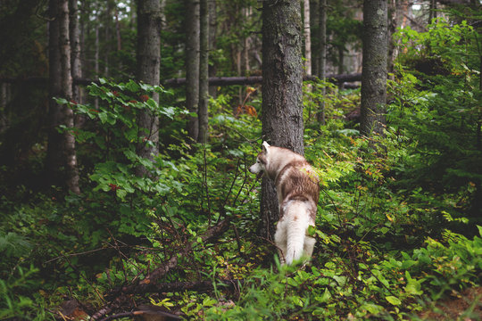 Free and gorgeous dog breed siberian husky standing in the green forest back to the camera and looks like a wolf