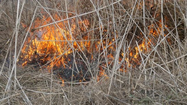 Burning grass and branches close up view. Dangerous wild fire in nature