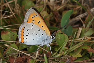 Lycaena dispar (HAWORTH, 1802) Großer Feuerfalter DE, RLP, Maringer Wies, Mosel 24.07.2013