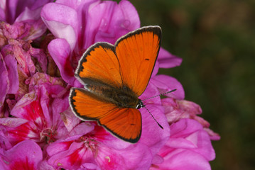 Lycaena dispar (HAWORTH, 1802) Großer Feuerfalter DE, RLP, Maringer Wies, Mosel 24.07.2013