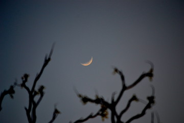 Crescant Moon behind Trees