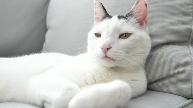 abby domestic shorthair cat grooming on the sofa looking at camera  4k video