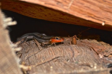 Orange-Headed Skink