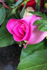 Obraz na płótnie Canvas Pink Rose Flower Bud