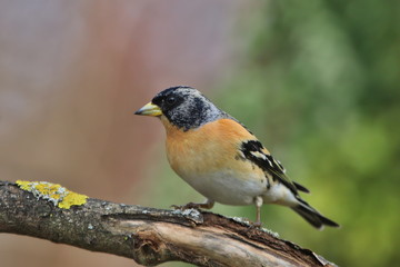 Brambling (Fringilla montifringilla) in its natural habitat in Czech republic. Songbird sitting on the branch 