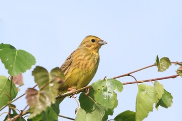 Yellowhammer sitting on the twig with green leaves and blue background. Emberiza citrinella. Song bird in the nature habitat.